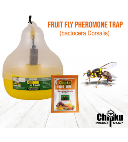 Chipku Pheromone Mac Phill Trap with Fruit Fly Lure (Combo Pack of 5)